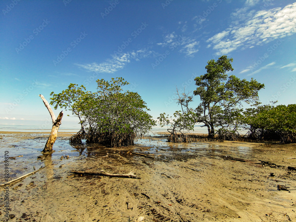 View of mangroves and dead tree in the middle of the beach at low tide. Beautiful view of Mangrove tree on the edge of the beach with blue sky in sunny day View of mangroves and dead tree in the middle of the beach at low tide. Beautiful view of Mangrove tree on the edge of the beach with blue sky in sunny day
