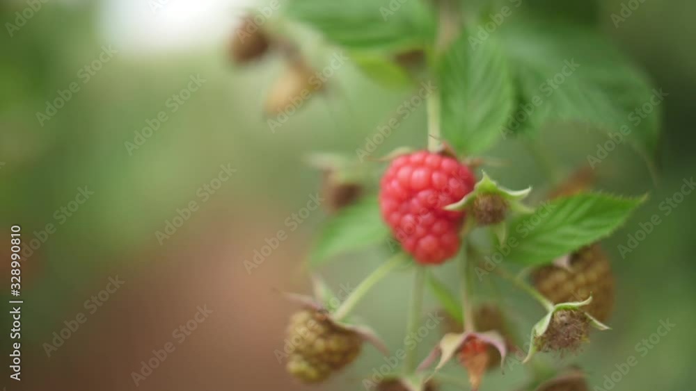 branches of red raspberries on a plantation branches of red raspberries on a plantation