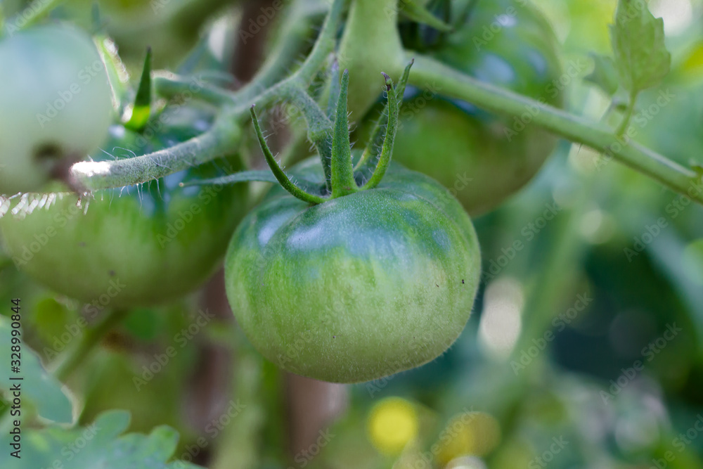 green tomatoes not yet ripe on organic garden plants green tomatoes not yet ripe on organic garden plants