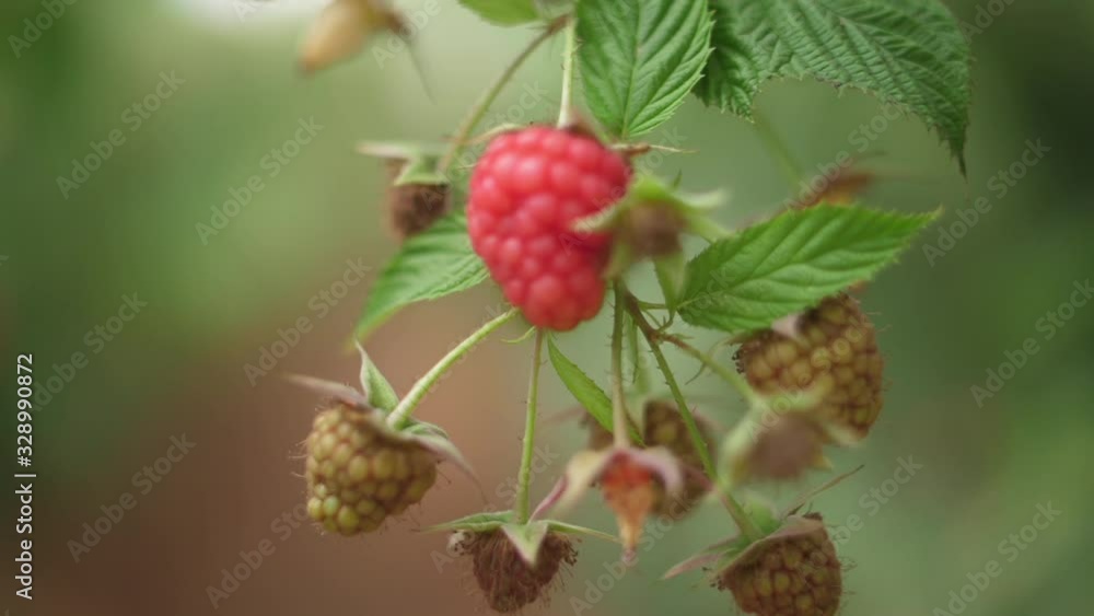 branches of red raspberries on a plantation branches of red raspberries on a plantation