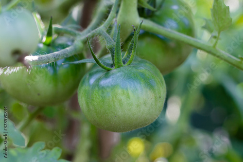 green tomatoes not yet ripe on organic garden plants