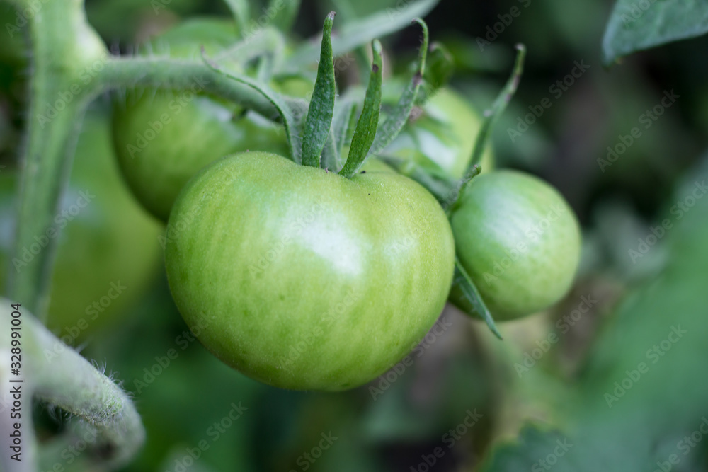 green tomatoes not yet ripe on organic garden plants