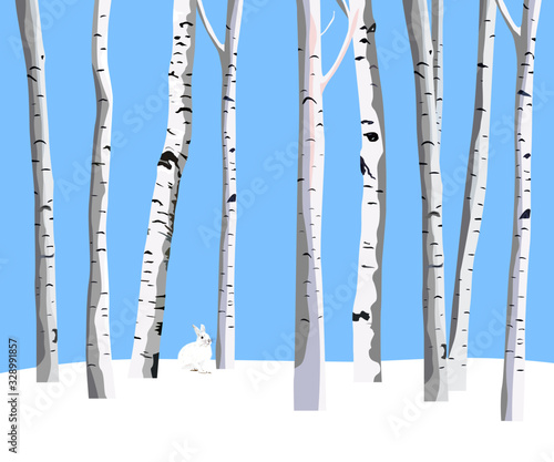 A rabbit in the white birch forest