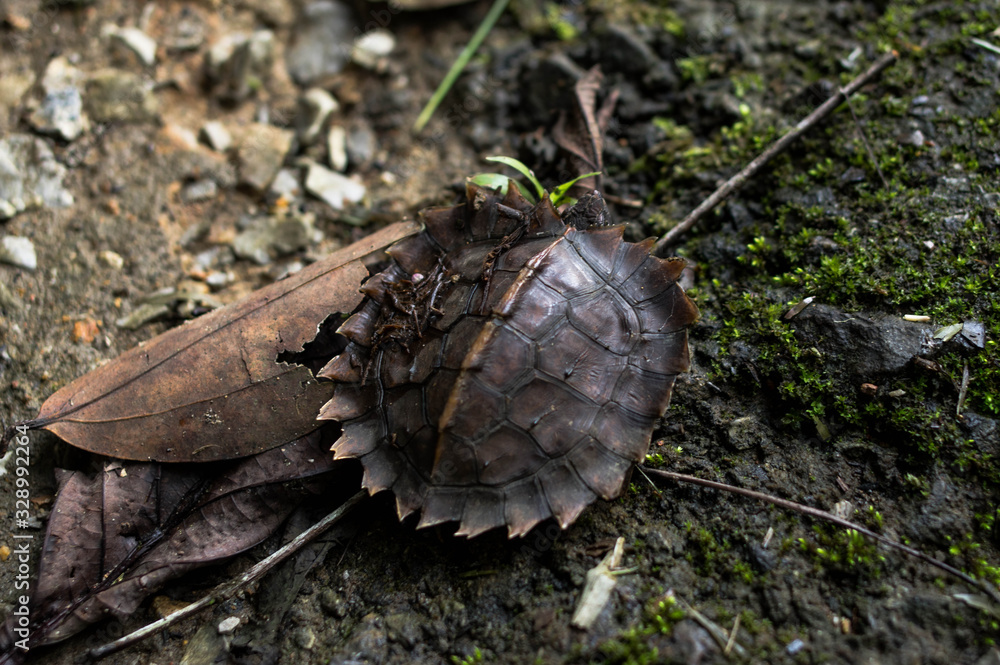 Tortoise in the Sarawakian jungle Tortoise in the Sarawakian jungle