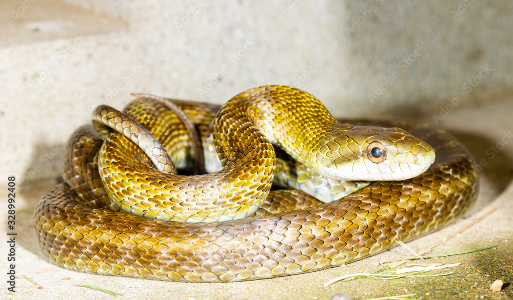 トグロをまくヘビ Stock Photo Adobe Stock