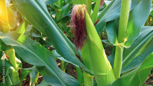 Grain crops in Thailand that produce large seeds or seeds are located in rows on the cob. There are many species that produce many products, both humans and animals.