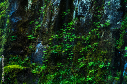 Water and Green Moss © CEBImagery