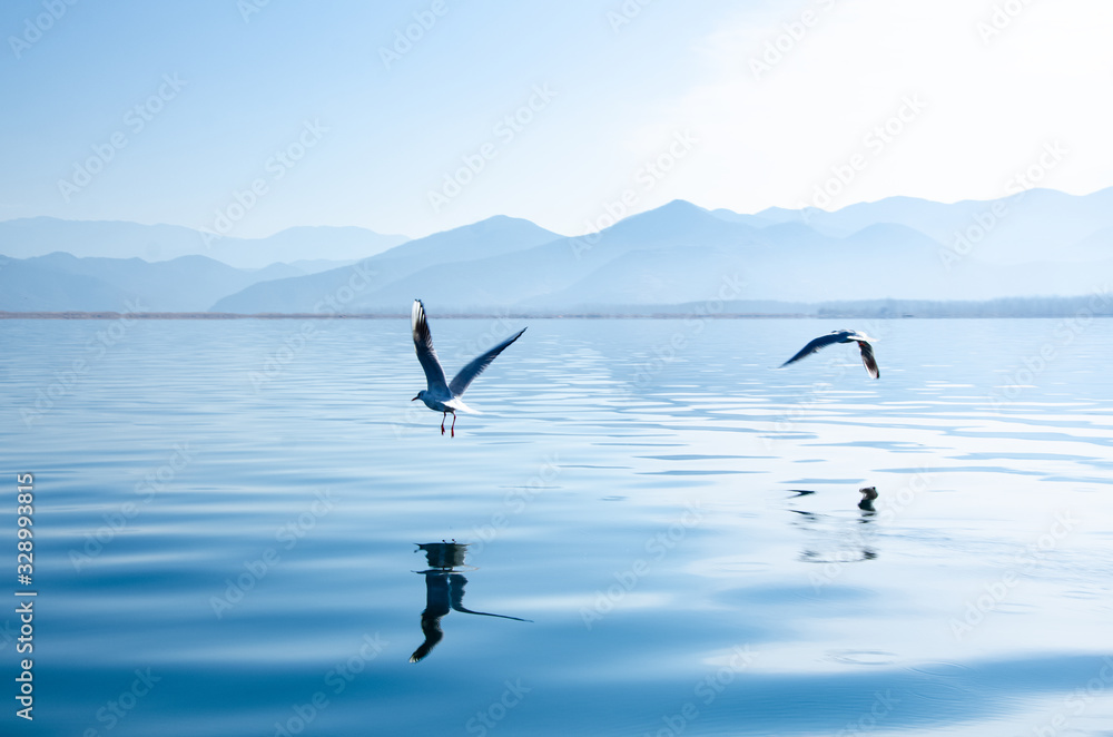 Obraz premium seagull in flight