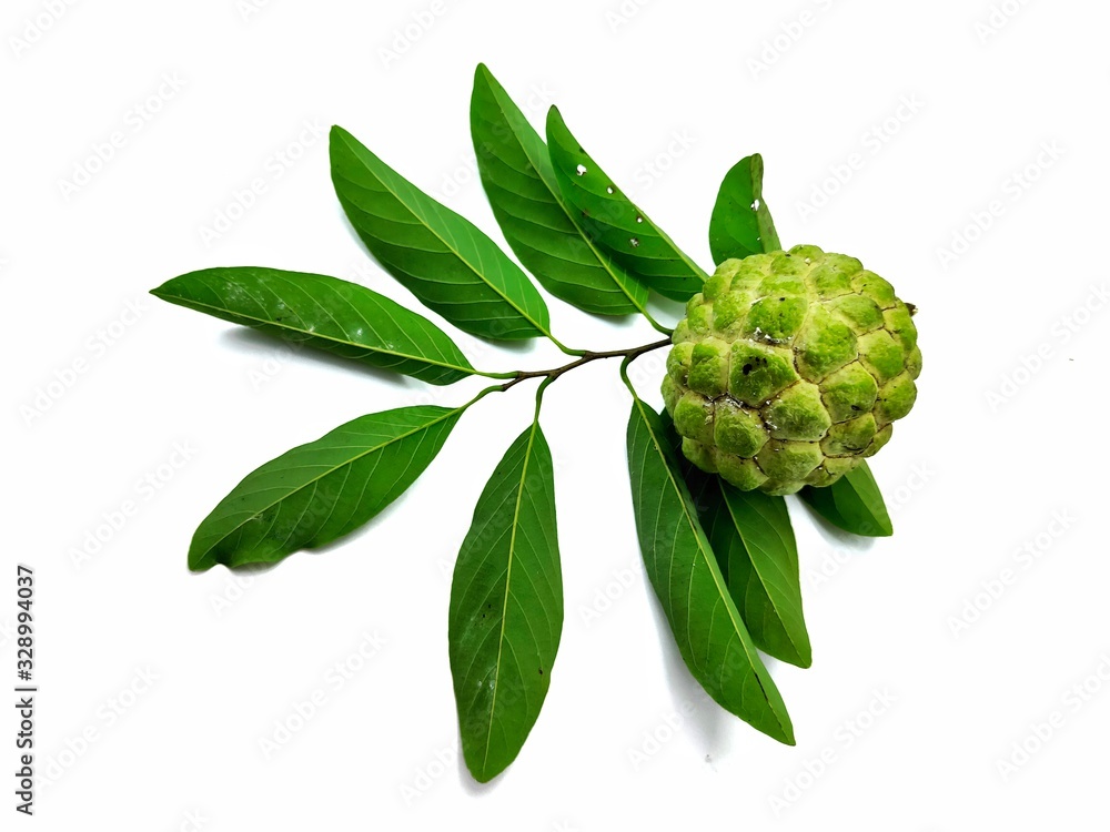 Obraz premium Sugar apple or Annona squamosa