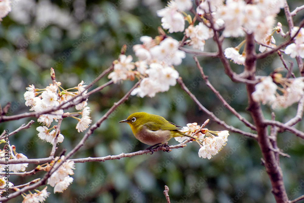 メジロと桜 メジロと桜