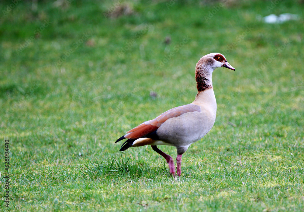 Nilgans in einem Wald und einer Wiese in Deutschland. Alopochen aegyptiaca Nilgans in einem Wald und einer Wiese in Deutschland. Alopochen aegyptiaca