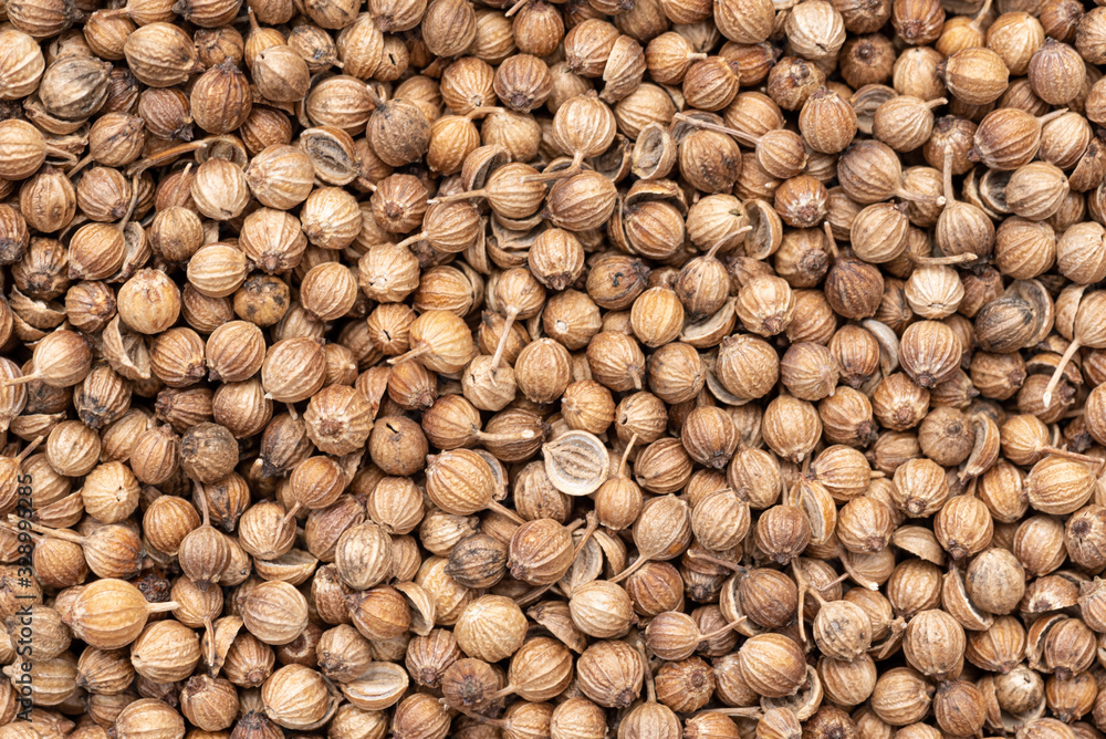Coriander Seed, many seeds closeup detail, macro, common aromatic spice, dried Coriander, backgrounds and textures. Coriander Seed, many seeds closeup detail, macro, common aromatic spice, dried Coriander, backgrounds and textures.