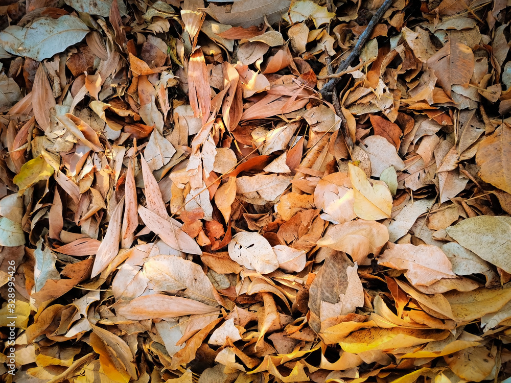 colorful Autumm dry leaves in the park. colorful Autumm dry leaves in the park.