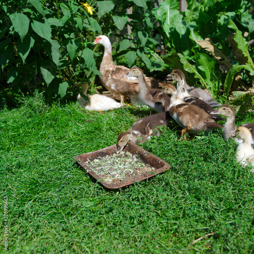 Duck brood eating photo