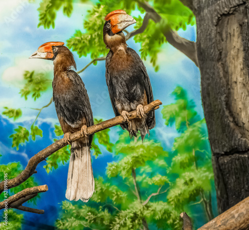 A large beautiful bird with an Azi with a large yellow beak