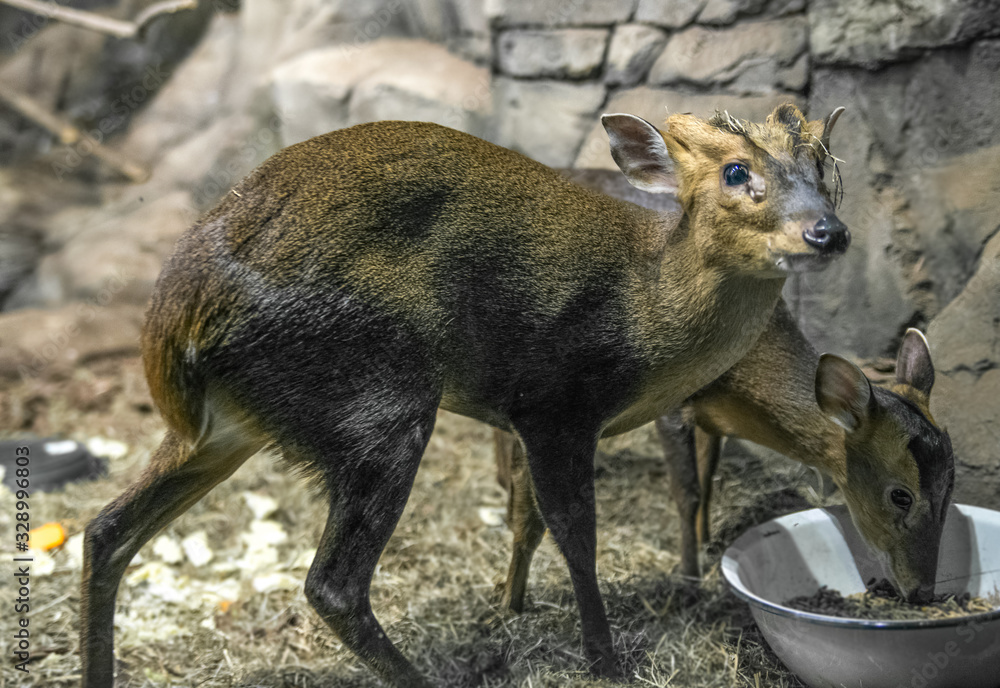Fototapeta premium a small deer eats in the zoo