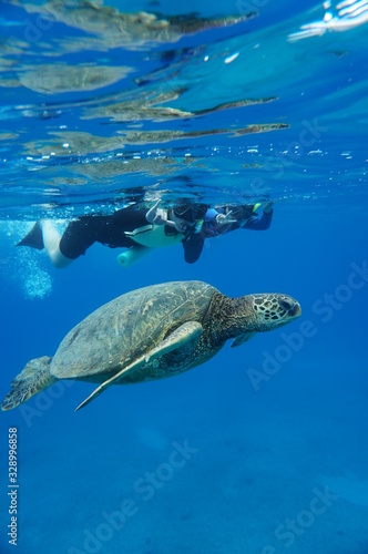 Fototapeta Naklejka Na Ścianę i Meble -  Swimming With Green Sea Turtles 