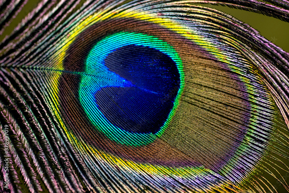 Obraz premium peacock feather on black background closeup