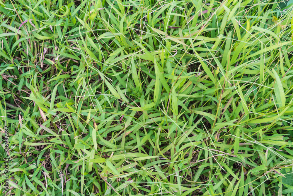 Grass texture or background. Grass texture or background.
