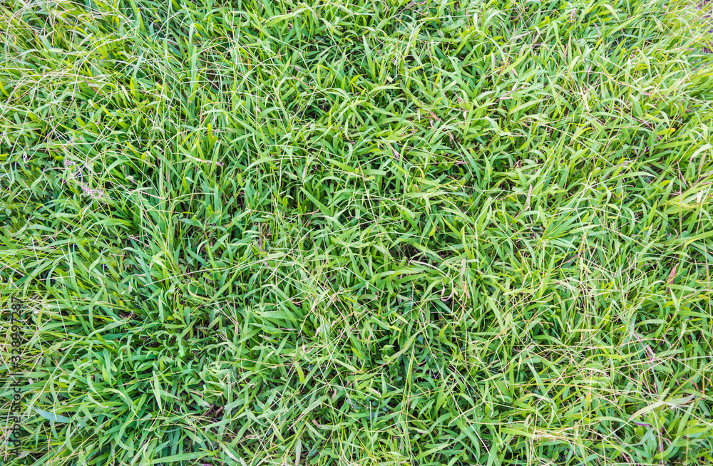 Grass texture or background. Grass texture or background.