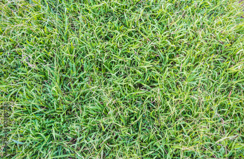 Grass texture or background.