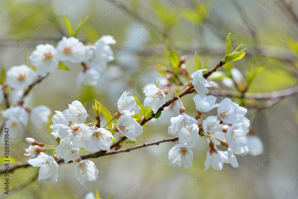 Blooming Wu-She cherry blossom in the Guan-Wu,Belonging to Shei-Pa National Park, Taiwan