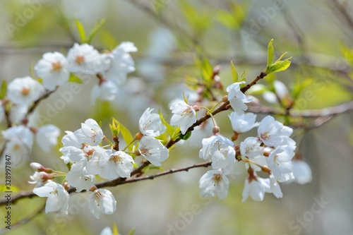 Blooming Wu-She cherry blossom in the Guan-Wu,Belonging to Shei-Pa National Park, Taiwan