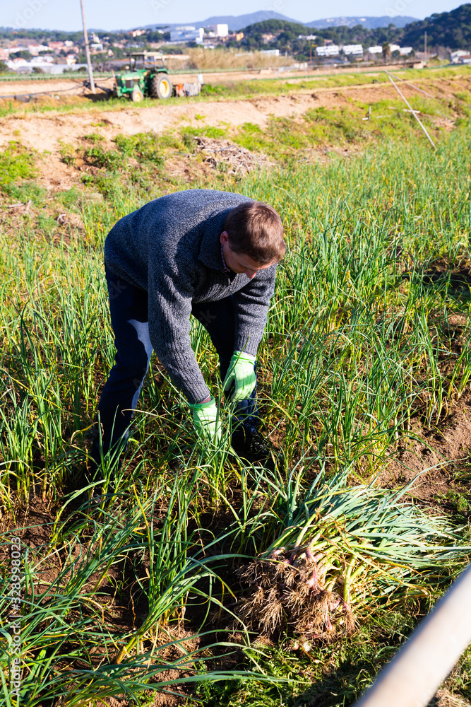 Farmer picking green garlic