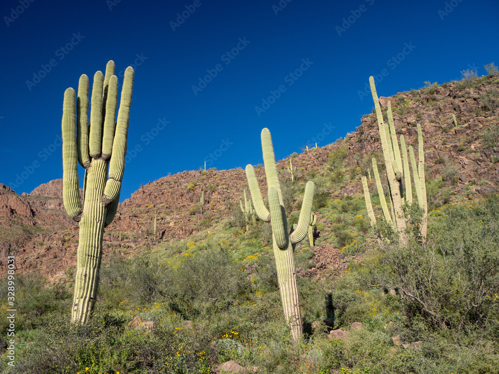 Arizona Desert Saguaros in Superstition Mountains