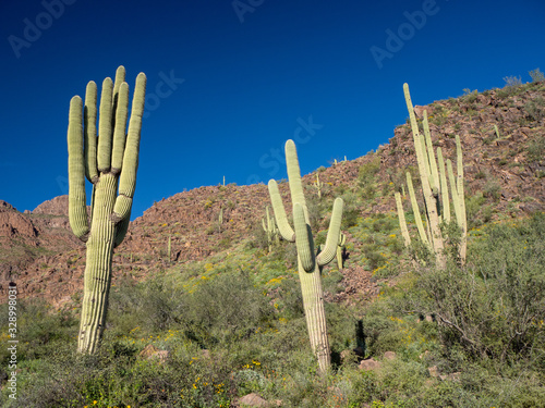 Arizona Desert Saguaros in Superstition Mountains