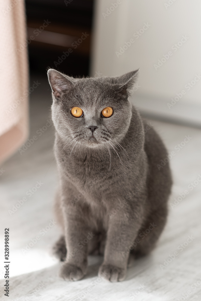 Beautiful young British cat on a gray background. Beautiful young British cat on a gray background.
