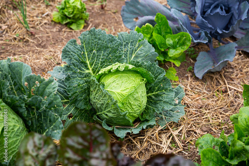 Ripe cabbage growing in the garden