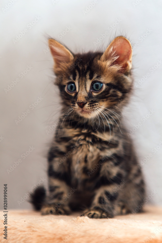 Little cute charcoal bengal kitten sitting on a soft cat's shelf.