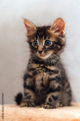 Little cute charcoal bengal kitten sitting on a soft cat's shelf. © Smile