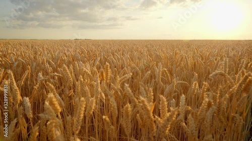 Ripe wheat field in the sunlight; golden ears of wheat swaying with wind