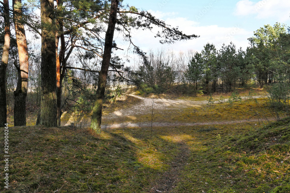 Fototapeta premium Forest...In the dunes
