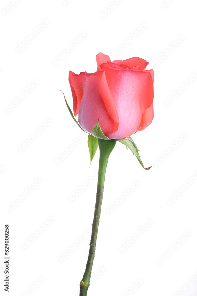 orange rose flower isolated on white background orange rose flower isolated on white background
