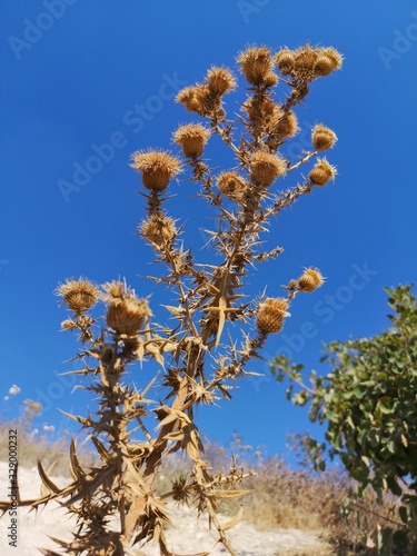 Dry thorn in the desert