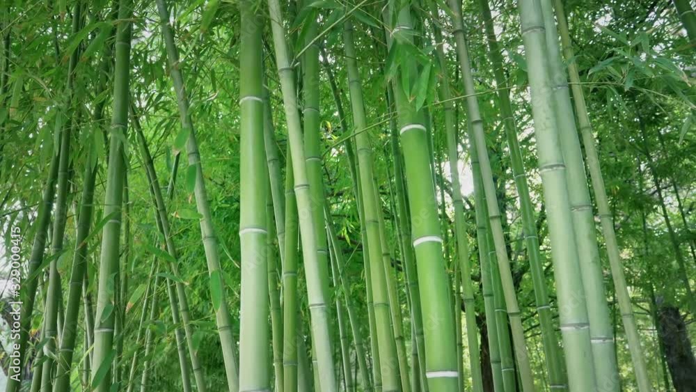 Green luxuriant bamboo; sunlight passing through bamboo in sunny weather Green luxuriant bamboo; sunlight passing through bamboo in sunny weather