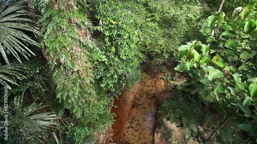 Tropical rain forest in Lambir Hills National Park, Borneo, Malaysia photo