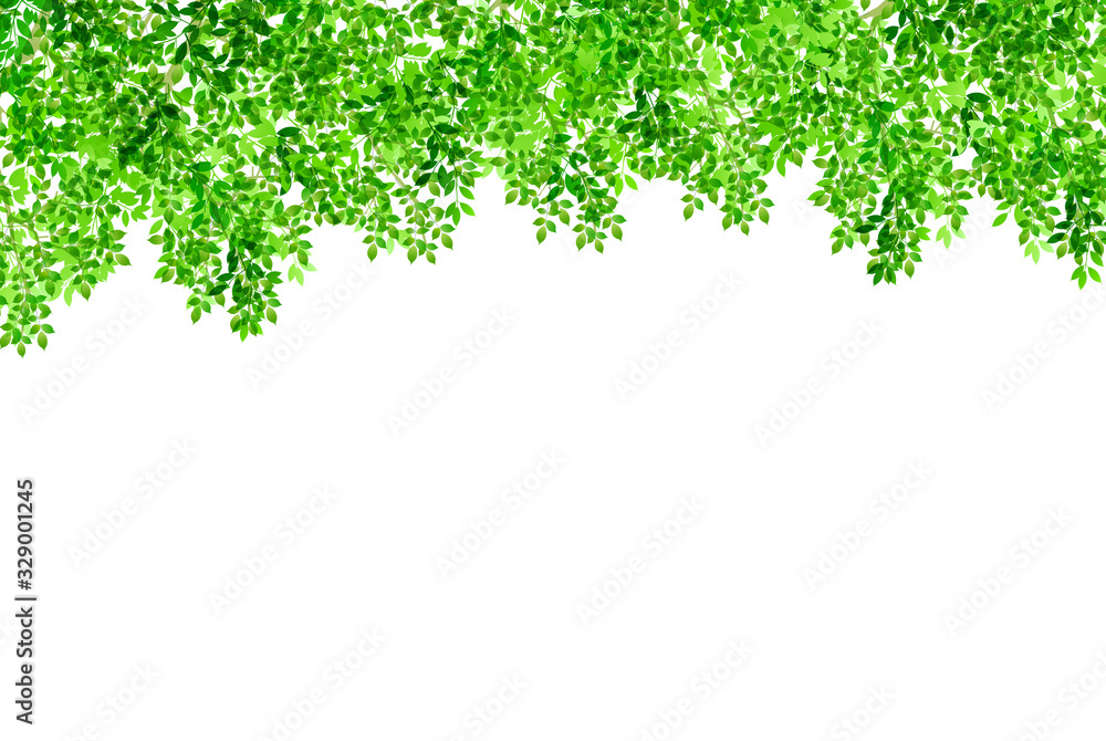 新緑 葉 緑 背景 新緑 葉 緑 背景
