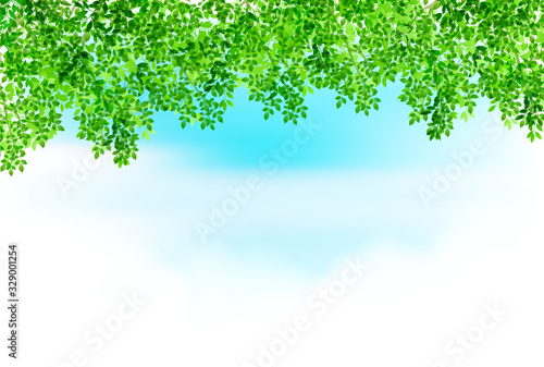 新緑　葉　緑　背景