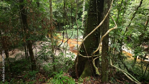 Tropical rain forest in Lambir Hills National Park, Borneo, Malaysia photo