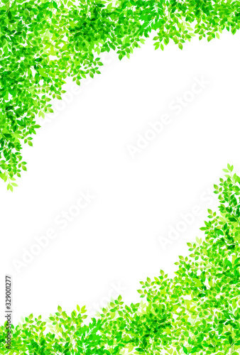 新緑　葉　緑　背景