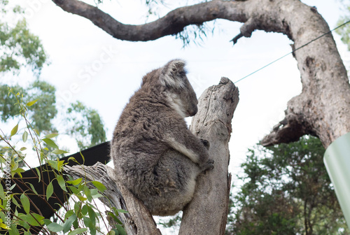 Photography A cute koala relaxing on eucalyptus tree with green leafs