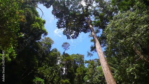 Tropical rain forest in Lambir Hills National Park, Borneo, Malaysia photo