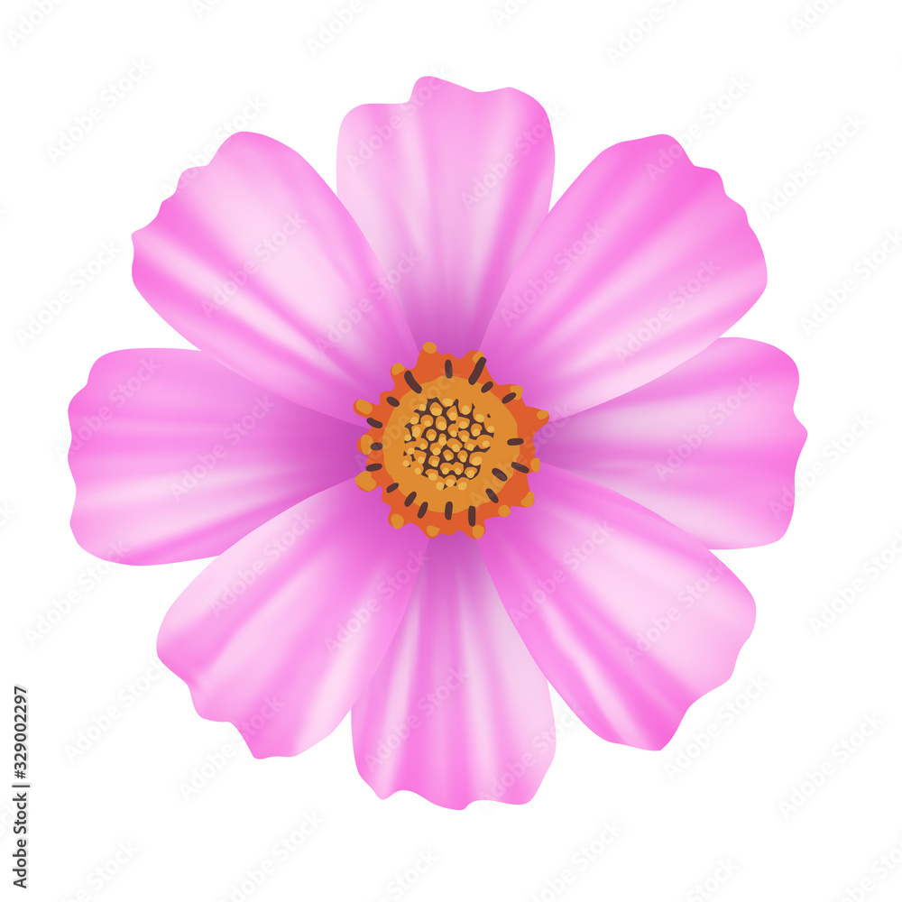 Cosmos flower (Cosmos bipinnatus) on white background, pink flower on white background, vector illustration, EPS10