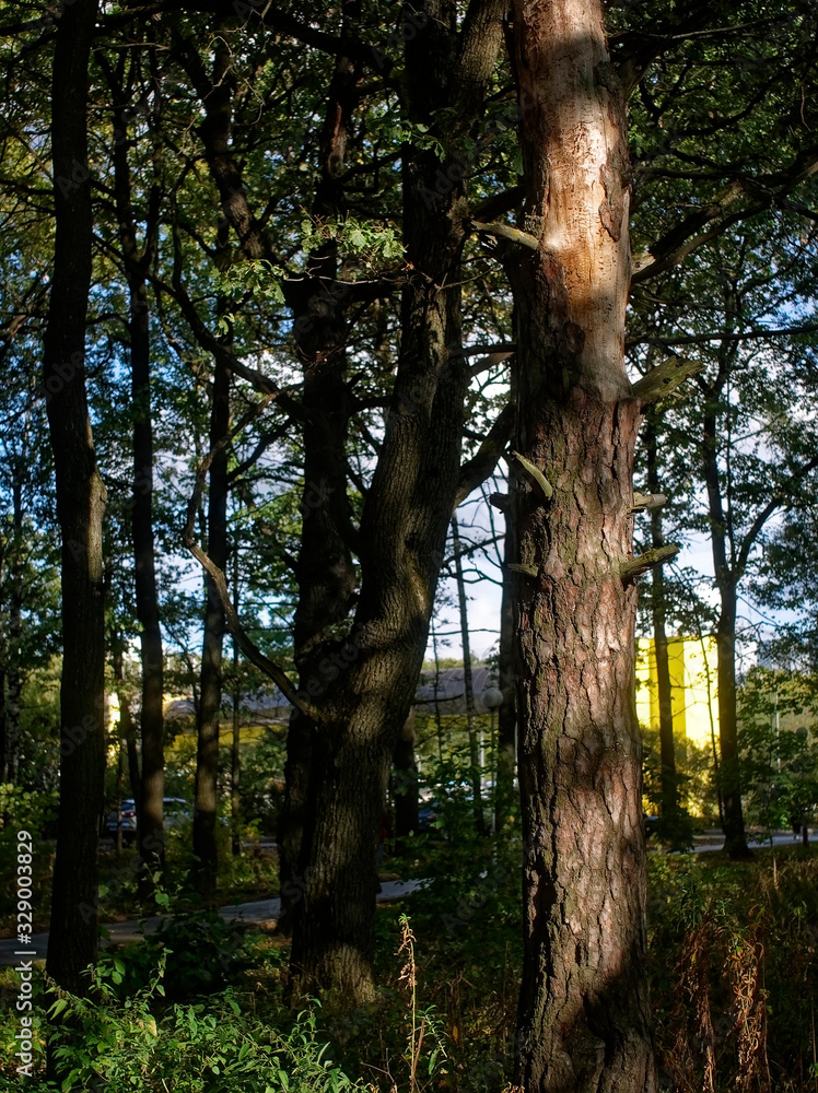 Fototapeta premium shadows in the Park in summer, Moscow