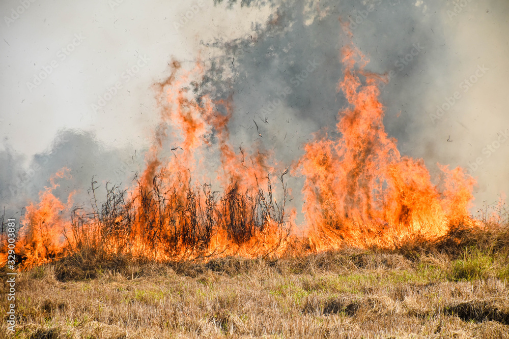 Fire burns stubble on the field. Fire in summer.