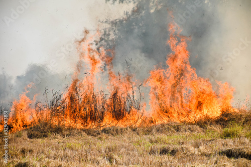 Fire burns stubble on the field. Fire in summer. © Likhit Wongphen